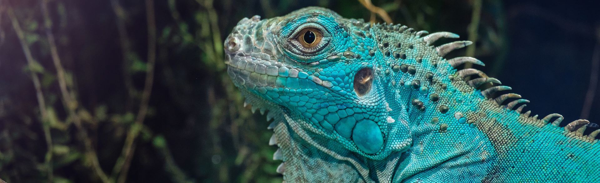 Blue Iguana